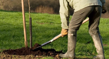 Popis odrůdy třešeň švestka červencová růže, opylovači, výsadba a péče